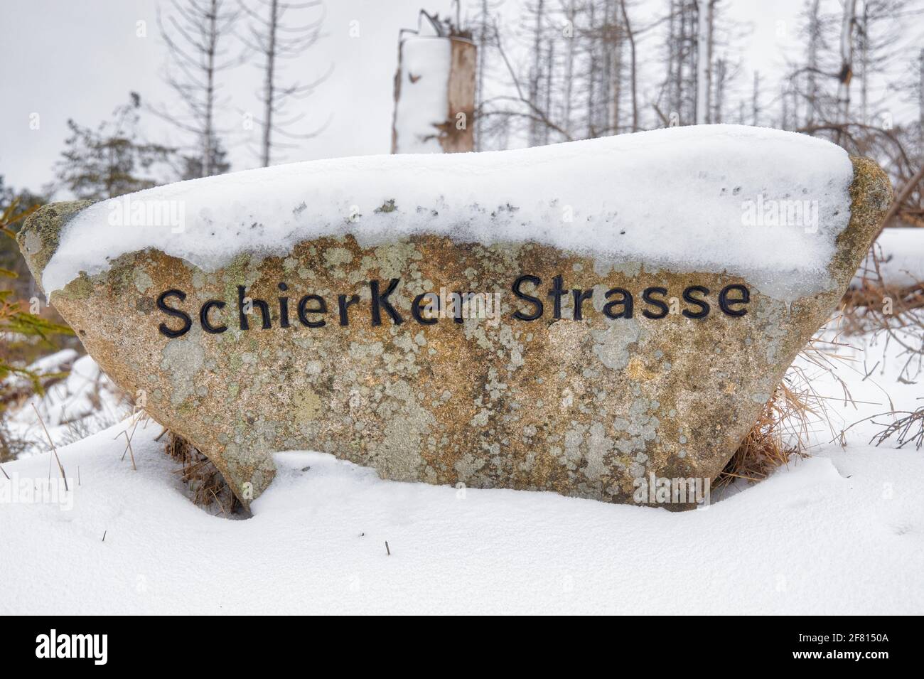 Sterbender Wald im Nationalpark Harz Stockfoto