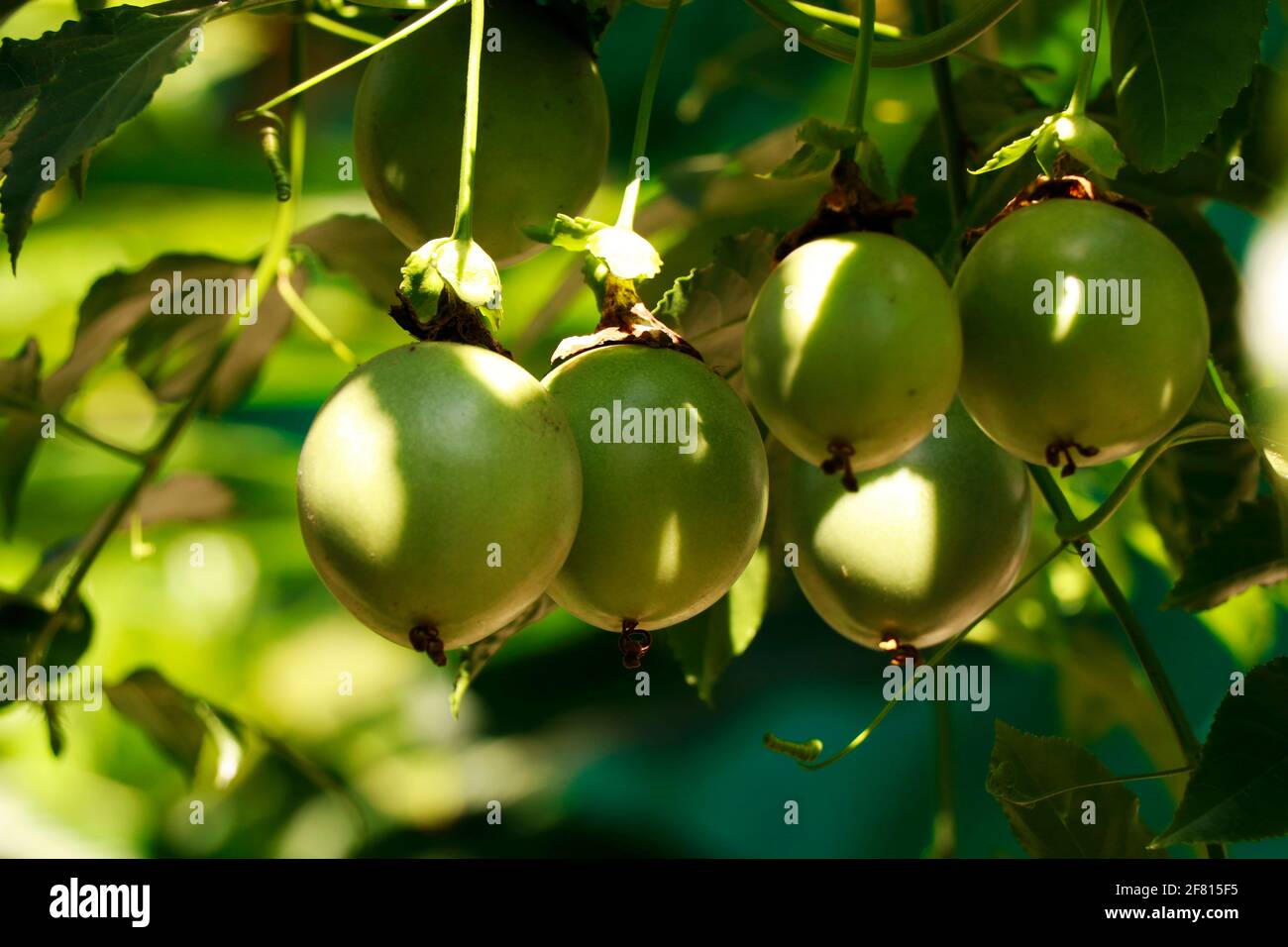 Gruppe von grünen Passionsfrüchten auf einer Weinrebe Stockfoto