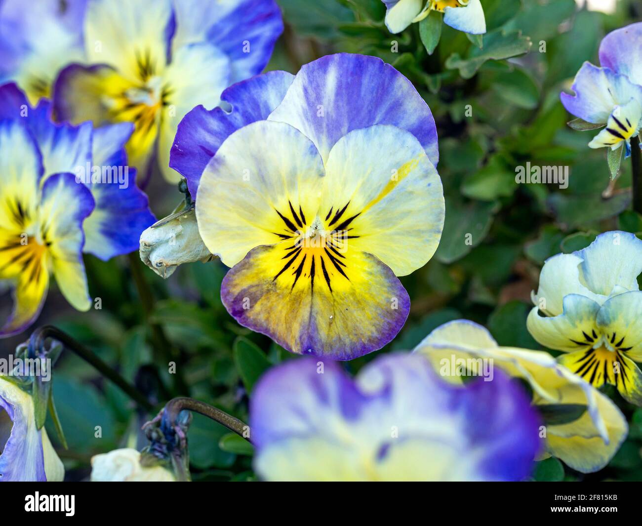 Hübsche kleine violette Blüten in einem Garten Stockfoto