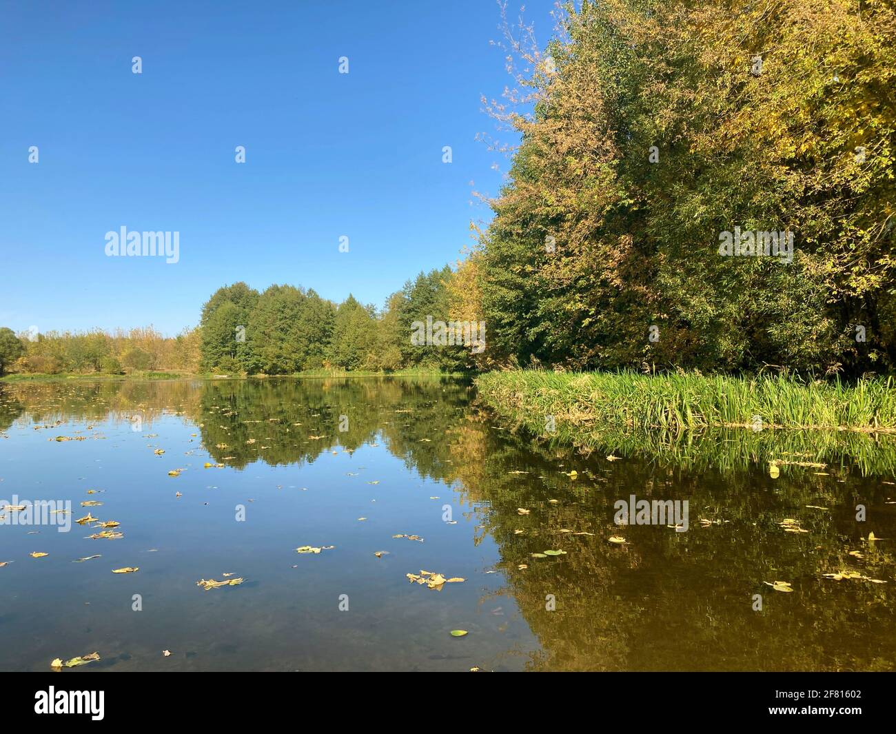 Ruhiger Teich in der Landschaft. Erstaunlicher See mit ruhigem Wasser in der Nähe von grünem Wald in der Natur. Stockfoto