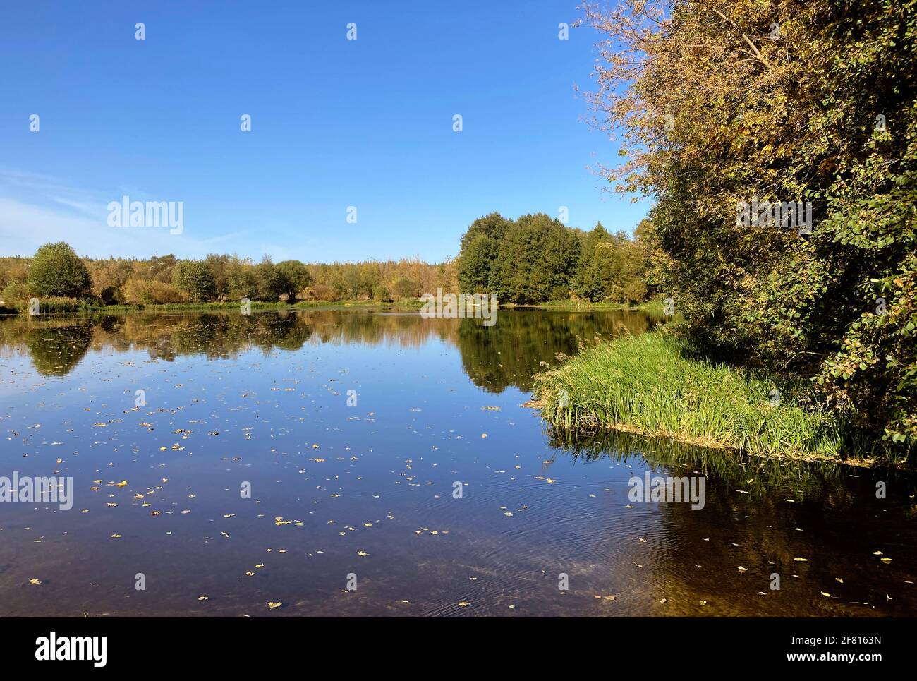 Ruhiger Teich in der Landschaft. Erstaunlicher See mit ruhigem Wasser in der Nähe von grünem Wald in der Natur. Stockfoto
