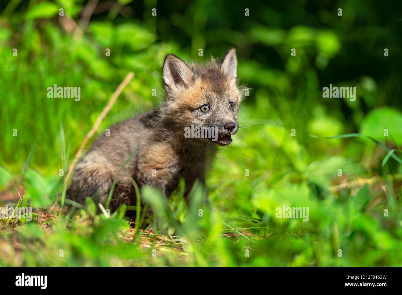 Rotfuchs (Vulpes vulpes) Kit sitzt in Gras Sommer - Captive Tier Stockfoto