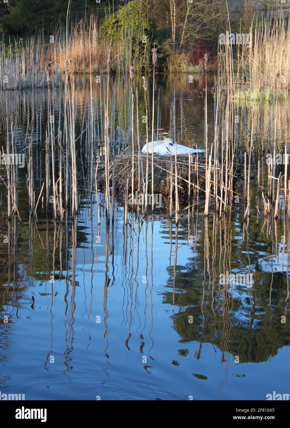 Stumme Schwäne brüten auf schottischem See in einer städtischen Umgebung. Weißer Schwan brütet im Frühling unter dem Schilf des Sees. Wilde Tiere im Frühling gefangen. Stockfoto
