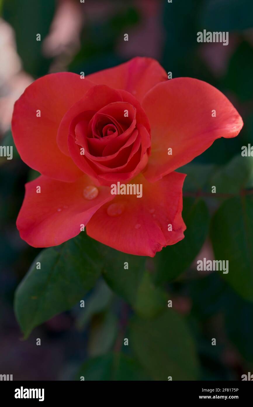 Rosa Rose blüht im Garten mit grünen Blättern Hintergrund Stockfoto