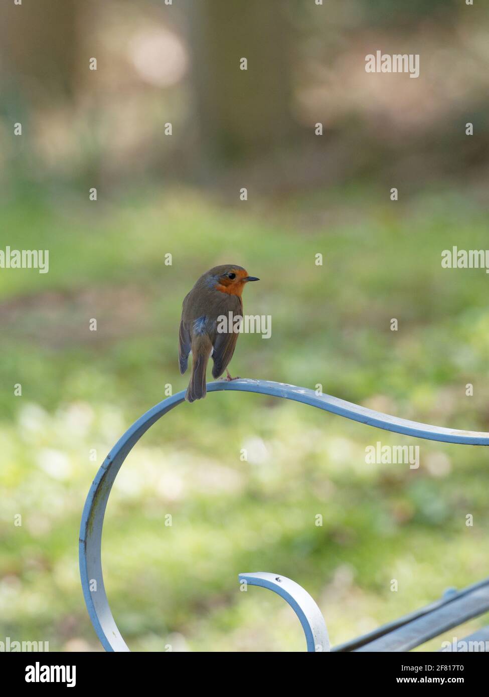 Ein Robin (Erithacus rubecula), der auf einem kunstvollen Metallarm einer Bank in den Wentworth Castle Gardens in Barnsley, South Yorkshire, thront. Stockfoto