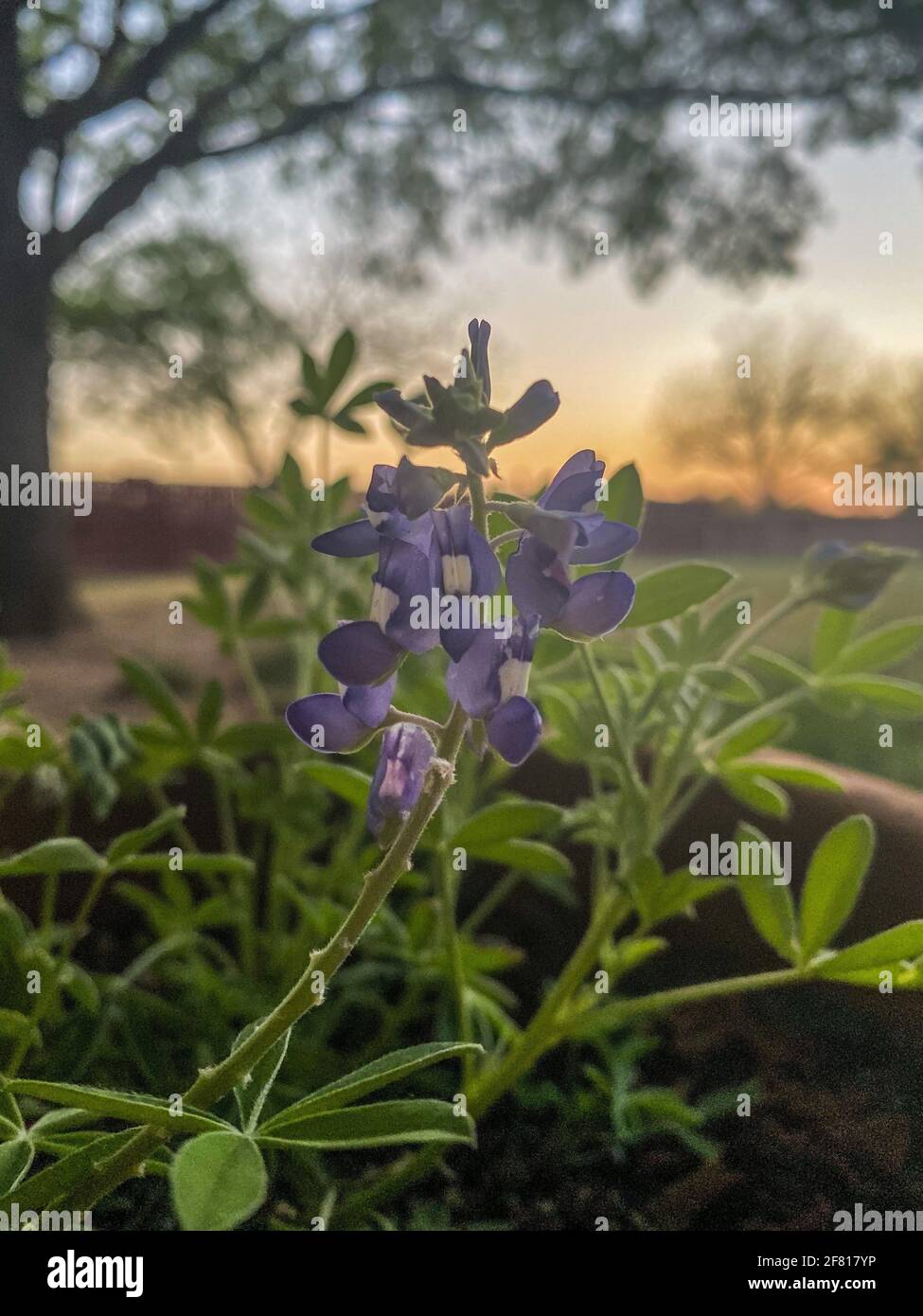 Blaue Haube bei Sonnenuntergang Stockfoto