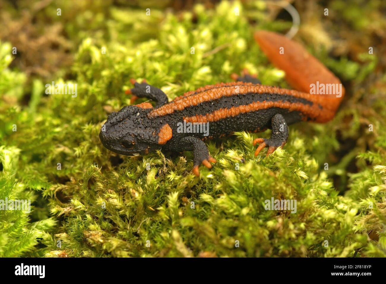 Nahaufnahme eines rotschwanzigen Mandarinenmolchs auf grünem Moos - Tylototriton kweichowensis Stockfoto