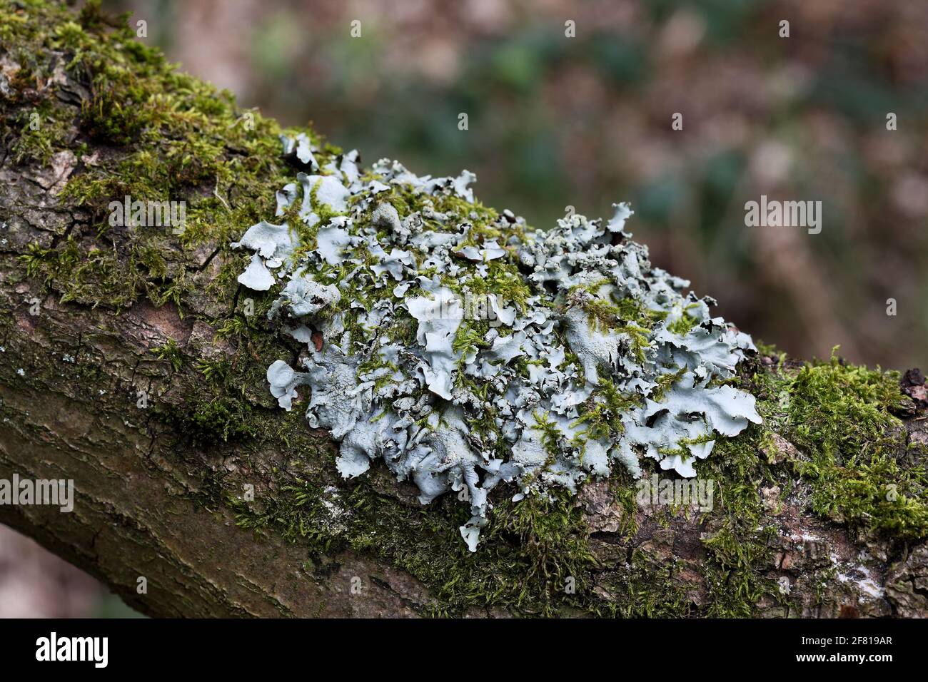 Schild Lichen - Parmelia sulcata Stockfoto