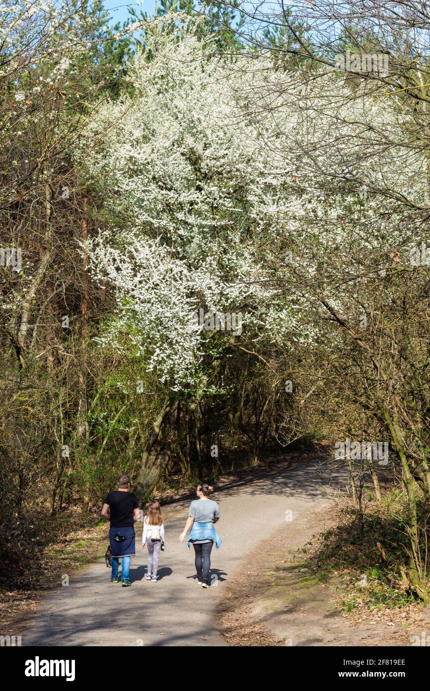 Familie von Mutter Vater und Kind, die im Frühling auf der Waldstraße unter dem blühenden Kirschenbaum (Prunus avium), Soproni-hegyseg, Sopron, Ungarn, spazieren gehen Stockfoto