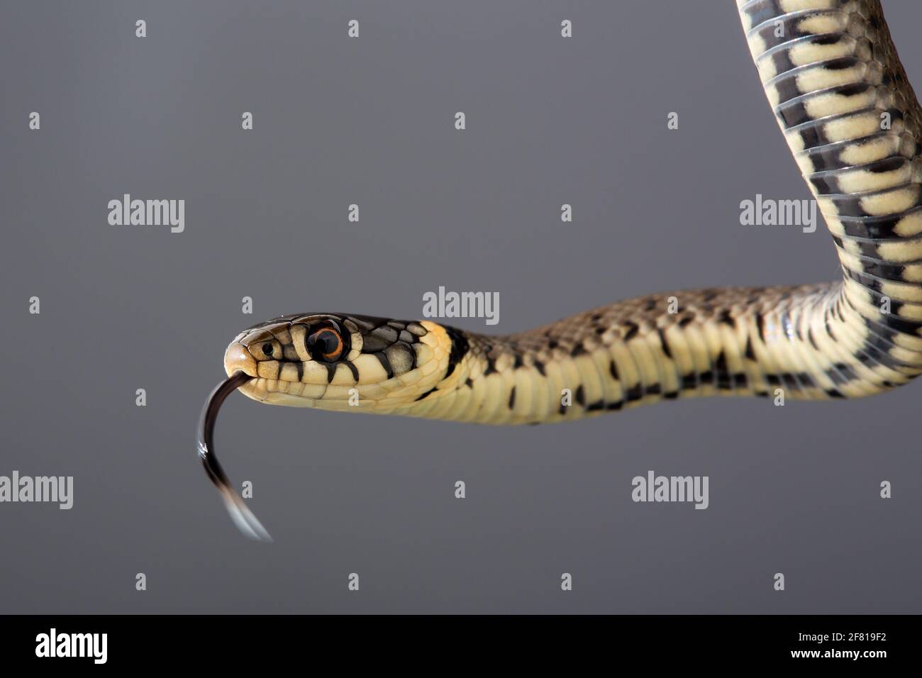 Grass Snake [ Natrix natrix ] Studioaufnahme Stockfoto