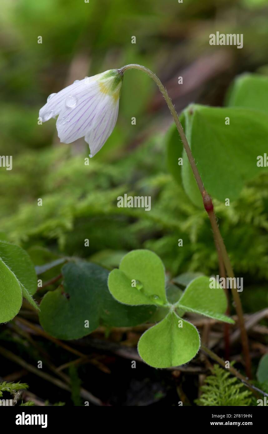 Sauerklee - Oxalis acetosella Stockfoto