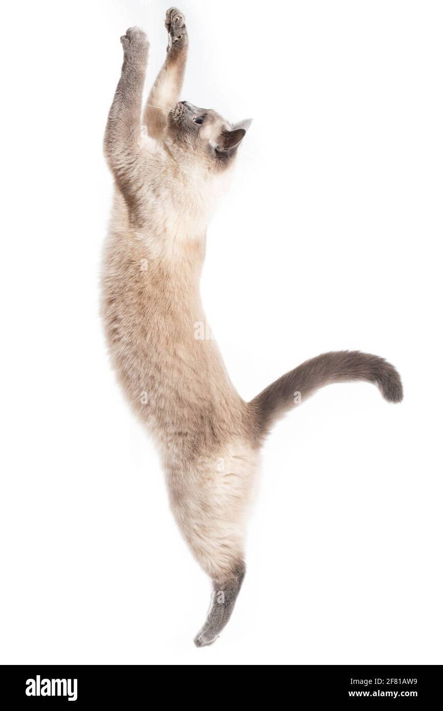 Die Katze springt hoch und streckt sich bis zur vollen Höhe aus.  Thailändische Katze im Sprung nach oben, isoliert auf weißer Foie  Stockfotografie - Alamy