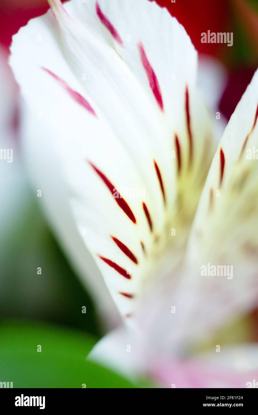 Weiße Alstroemeria Blütenblätter Makro Nahaufnahme mit roten Flecken, florale Botanik zarten Hintergrund Stockfoto