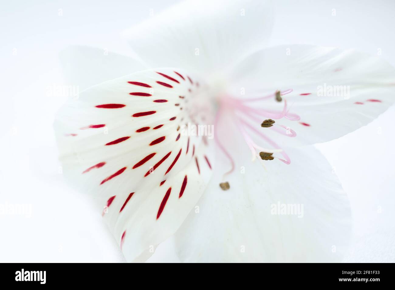 Weiße romantische florale Botanik Hintergrund mit Alstroemeria Blume gestreiften roten Blütenblättern, rosa Stempeln und Staubgefäße, peruanische inkas Lilie Stockfoto
