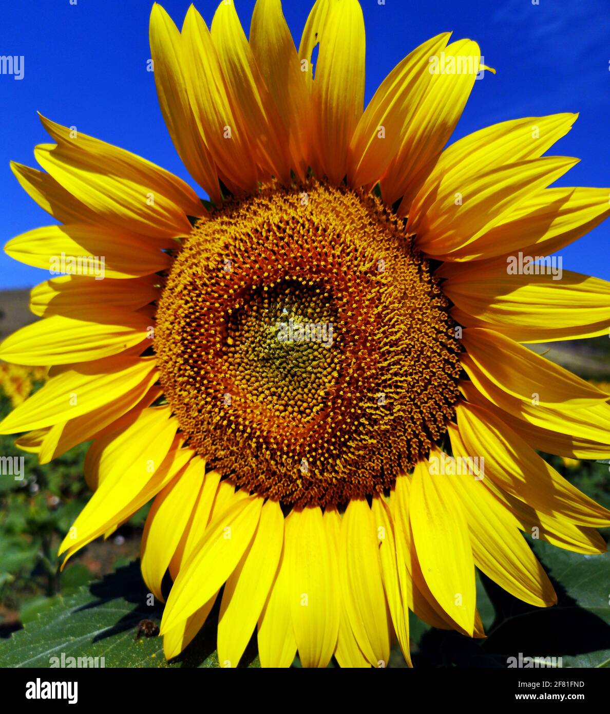 Die gewöhnliche Sonnenblumenpflanze - Helianthus annuus Stockfoto