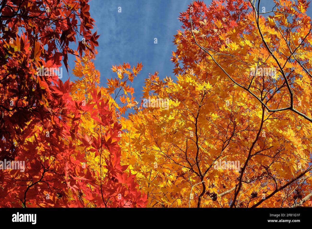 Wunderschöne, warm gelb und rot gefärbte Ahornblätter vor einem blauen Himmel während koyo in Kyoto, Japan Stockfoto