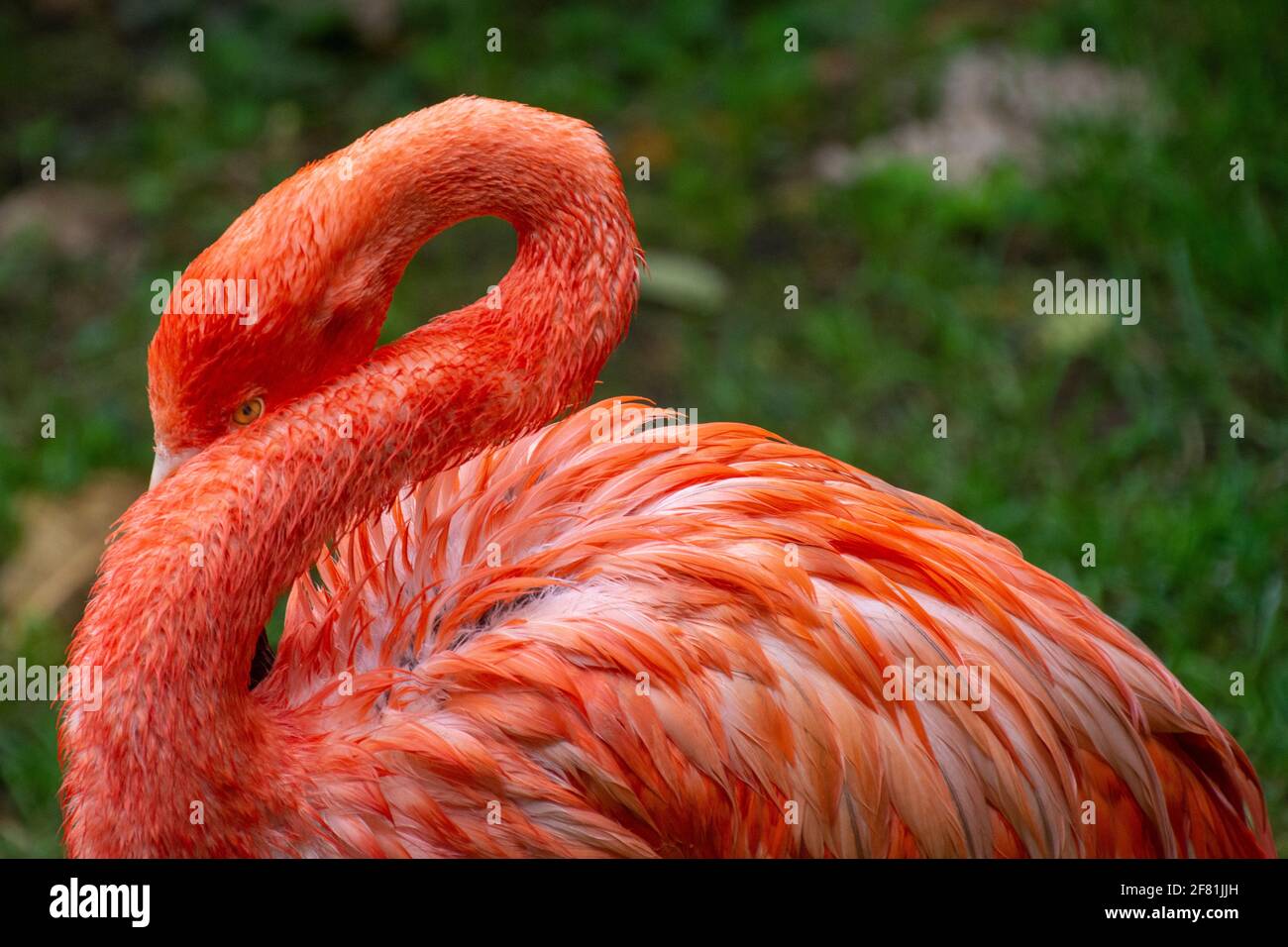Flamingo in Kolumbien. Stockfoto
