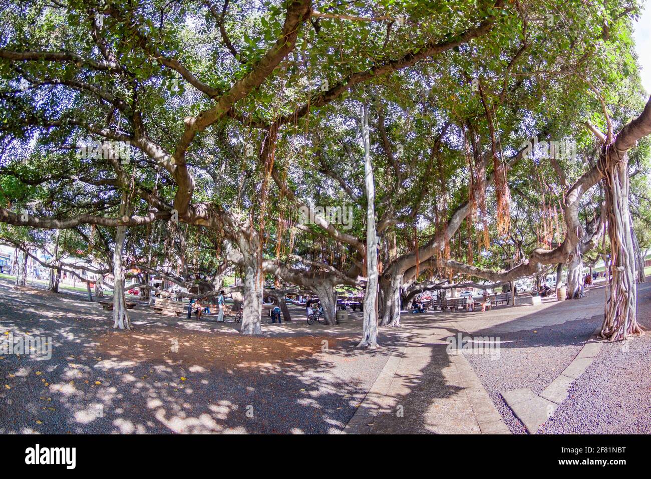 Dieser banyan Baum wurde 1873 gepflanzt und ist einer der größten in den USA, der einen ganzen Stadtblock umfasst, Lahaina, Maui, Hawaii. Das Gebäude im Bac Stockfoto