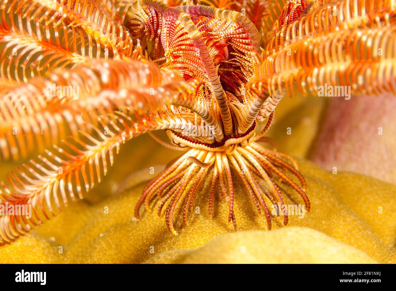 Ein Blick auf die Füße, oder cirri, der Bennett's Haarstern, Oxycomanthus bennetti, denn es steht auf einem Riff in Fidschi zu fangen, Essen im Währ. Stockfoto