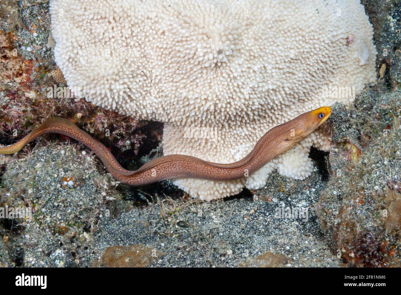 Der Zwergmoränen-Aal, Gymnothorax melatremus, ist weniger als 12 Zoll lang als ein Erwachsener, Hawaii. Es ist eine häufige Art in Hawaii, obwohl extrem sec Stockfoto