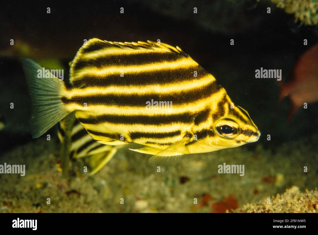 Der Stripey, Microcanthus strigatus, ist ein ungewöhnlicher Fisch, der in Hawaii zu finden ist. Stockfoto
