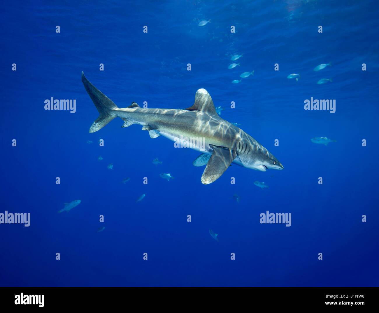 Weiblicher ozeanischer Weißspitzenhai, Carcharhinus longimanus, mehrere Meilen vor der Big Island im offenen Ozean, Hawaii. Stockfoto