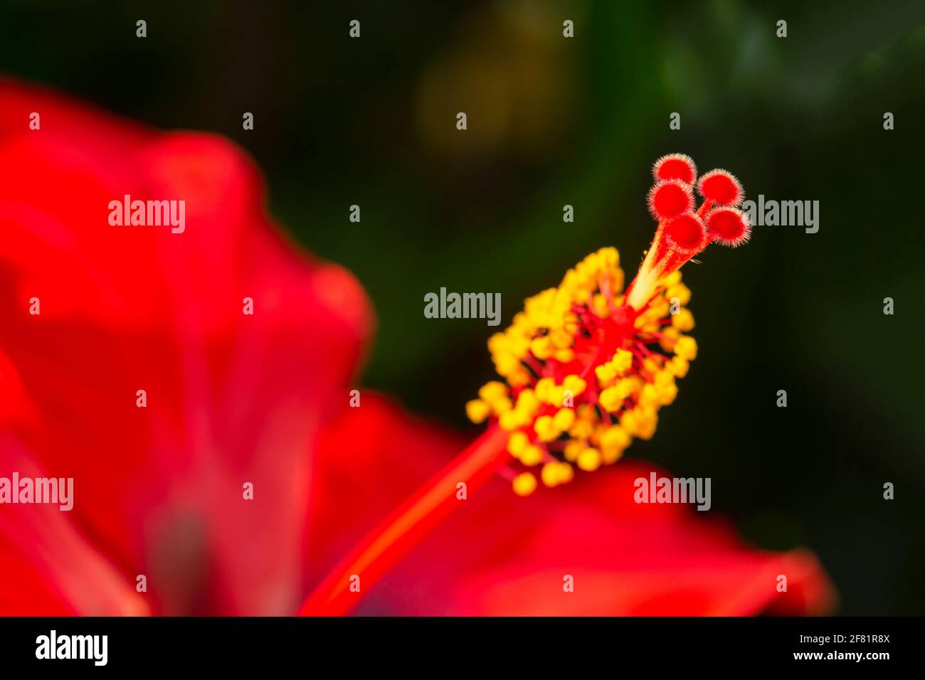 Makrofotografie mit rotem Hibiskus (Hibiscus rosa-sinensis). Stockfoto