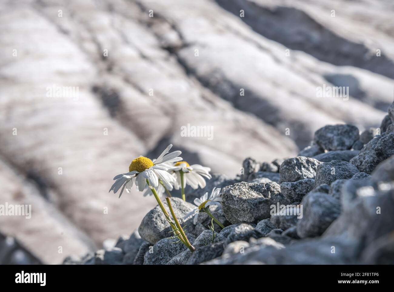 Atemberaubende Aussicht mit weißen Kamillenblüten auf Steinen aus nächster Nähe Der Hintergrund eines Gletschers und Schnee im Sommer Sonniger Tag Stockfoto