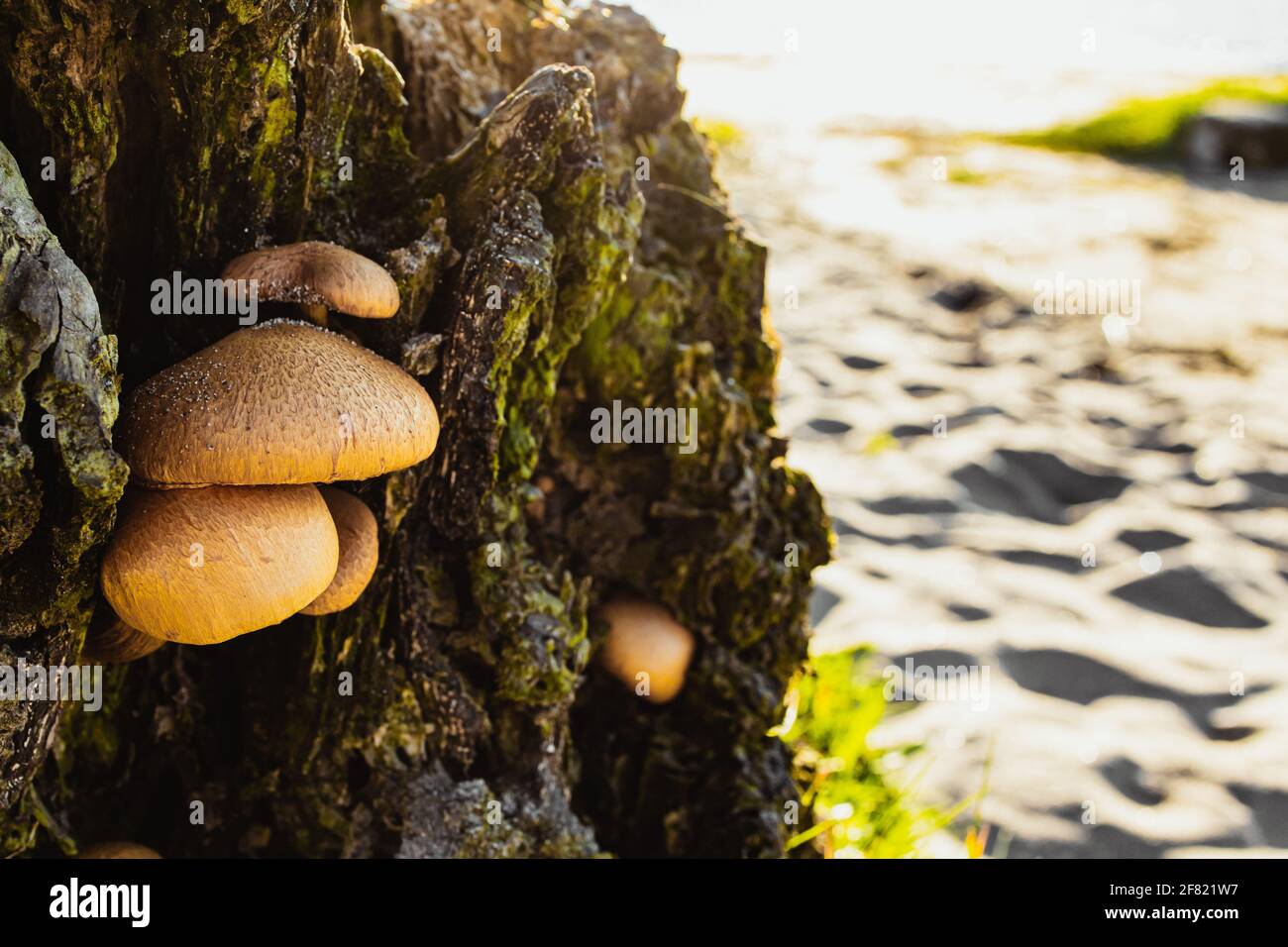 Eine Nahaufnahme von Pilzen, die zu einem geschnittenen Baum gewachsen sind Stamm an einem weißen Sandstrand mit goldenem Sonnenlicht Stockfoto