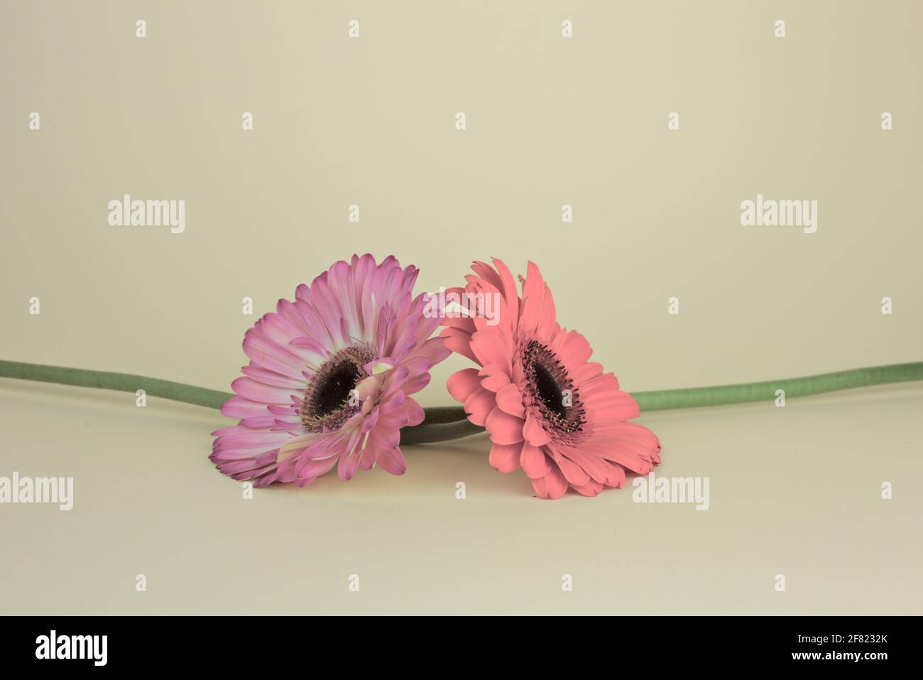 Die zwei winterharten Chrysanthemen in zwei Schattierungen von rosa isoliert Auf hellgelbem Hintergrund Stockfoto
