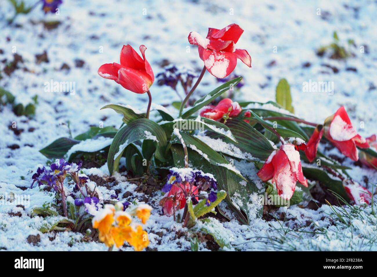 Blüht in einem leichten Staub von nächtlichem Schnee in Whitley Bay an der Nordostküste. Bilddatum: Sonntag, 11. April 2021. Stockfoto