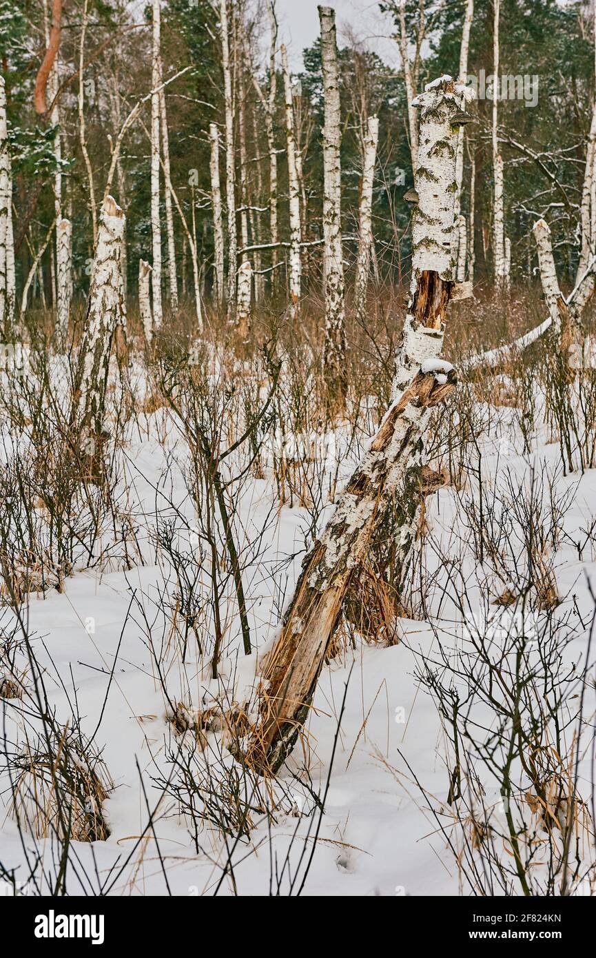 Verfaulte Birke in der Winterlandschaft Stockfoto