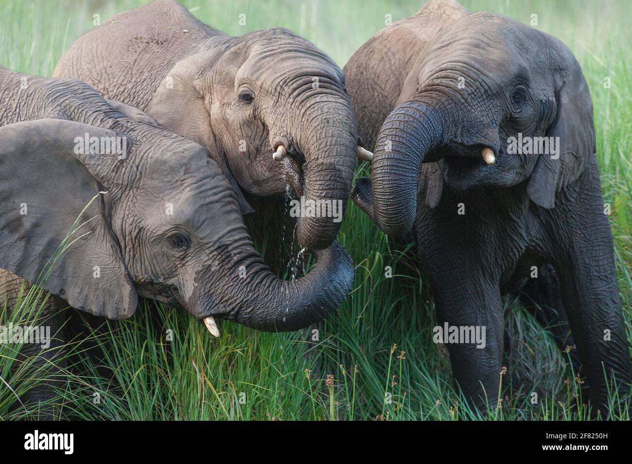 Drei junge Elefanten am Ufer eines Flusses, die sich auf dem besten Gras ernähren, das von einem von ihnen aus dem Flussboden gezogen wurde. Stockfoto