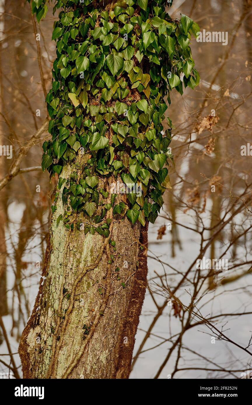 Ivy bedeckt einen Baumstamm im Winterwald Stockfoto