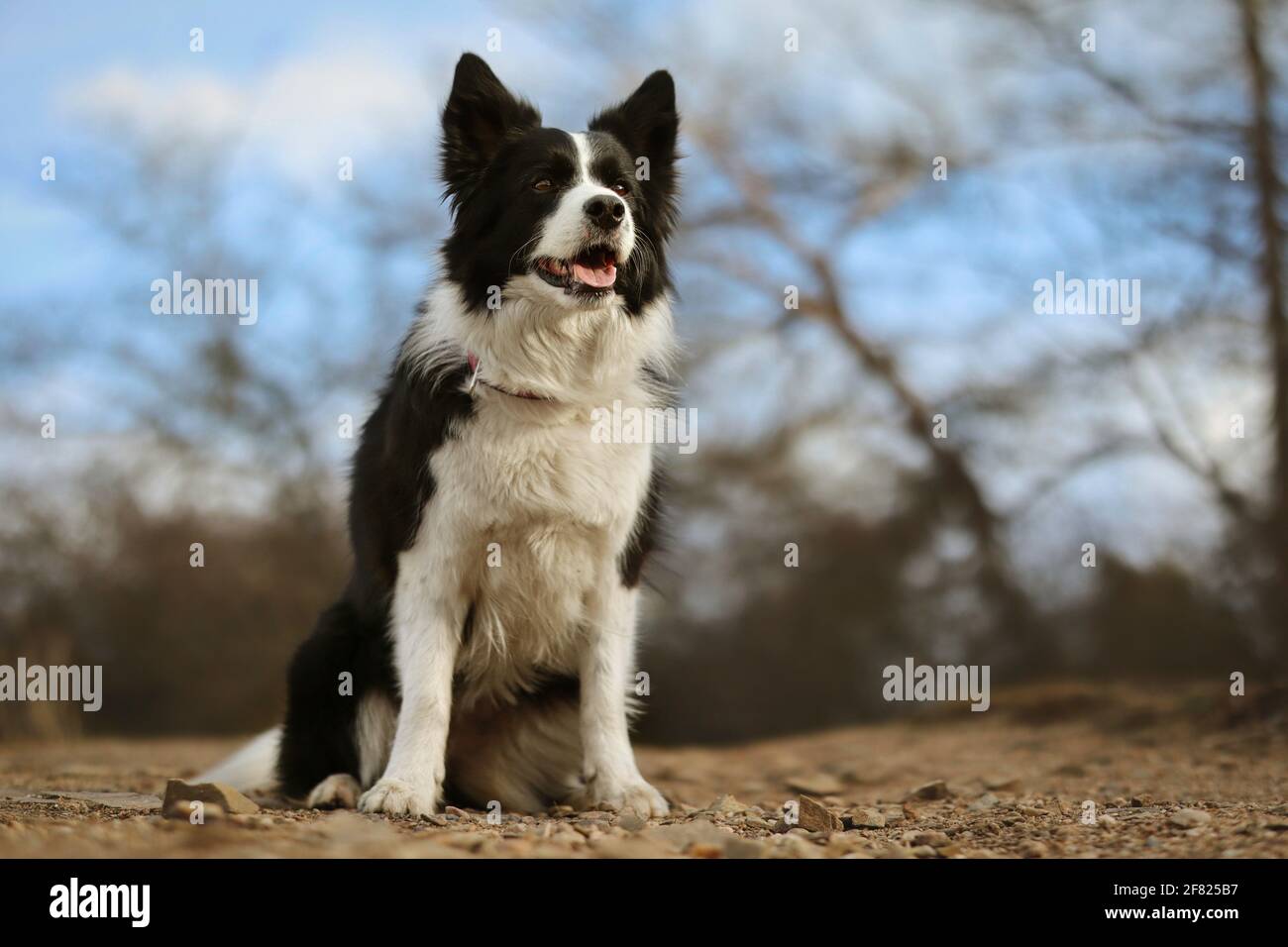 Happy Border Collie sitzt tagsüber draußen. Gehorsamer schwarzer und weißer Hund in der Natur. Stockfoto
