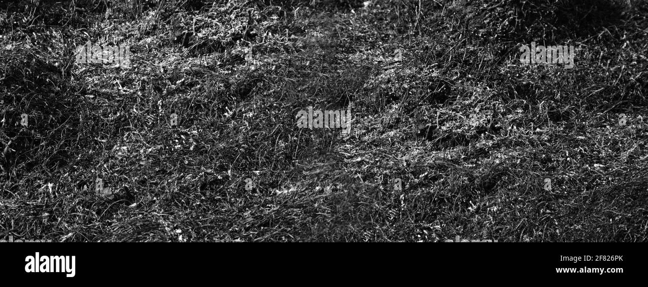 Verbranntes Gras auf verbranntem Boden. Asche. Breites Banner mit dramatischem Hintergrund und Kopierraum.ökologisches Konzept Stockfoto