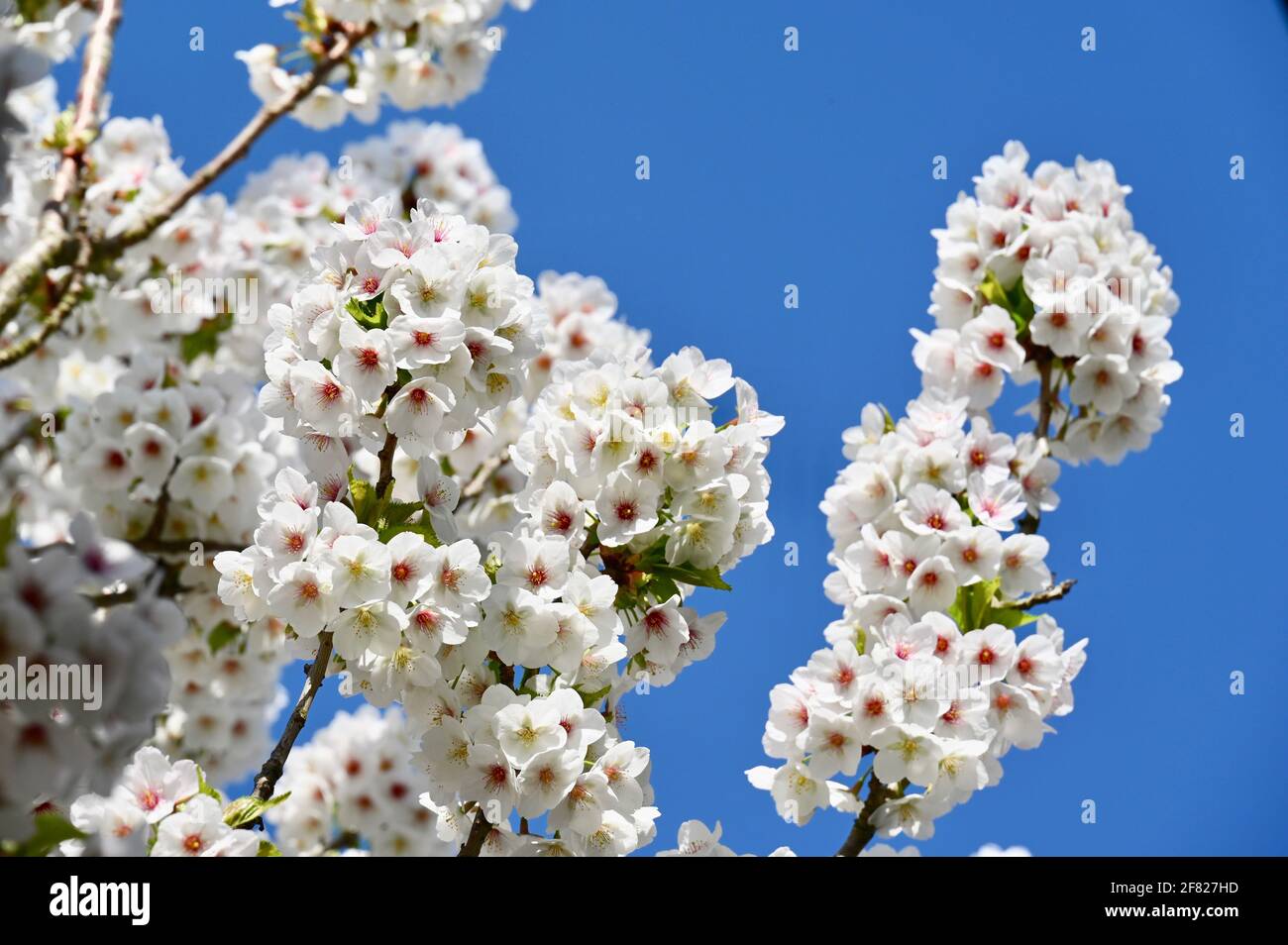 Blossom, Sidcup, Kent. GROSSBRITANNIEN Stockfoto