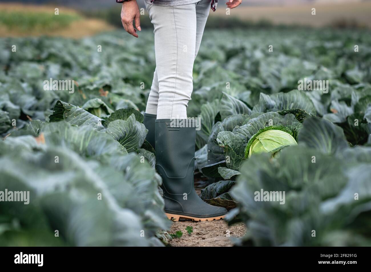 Gummimanschette. Bauer steht auf dem Kohlfeld. Gartenarbeit auf Gemüse Bio-Bauernhof Stockfoto