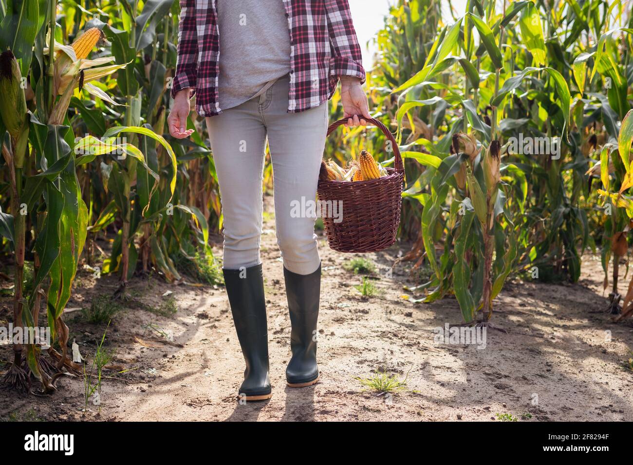 Landwirt trägt Gummistiefel und hält Korb mit geerntetem Maiskolben. Agrarbereich. Essen vom Bauernhof bis zum Tisch Konzept Stockfoto