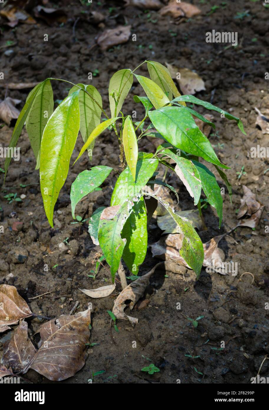 Eine Nahaufnahme von Litschi-Baum-Sämling, der im offenen Boden wächst. Litschi ist das einzige Mitglied der Gattung Litchi in der Familie der Speckbeere, Sapindaceae. Stockfoto