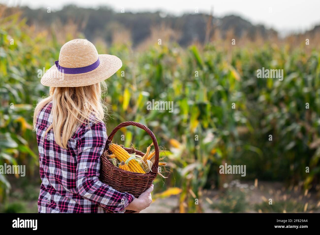 Landwirt mit Strohhut, der Korbkorb im Maisfeld hält. Bio-Lebensmittel vom Bauernhof bis zum Tisch Konzept mit Frau Stockfoto