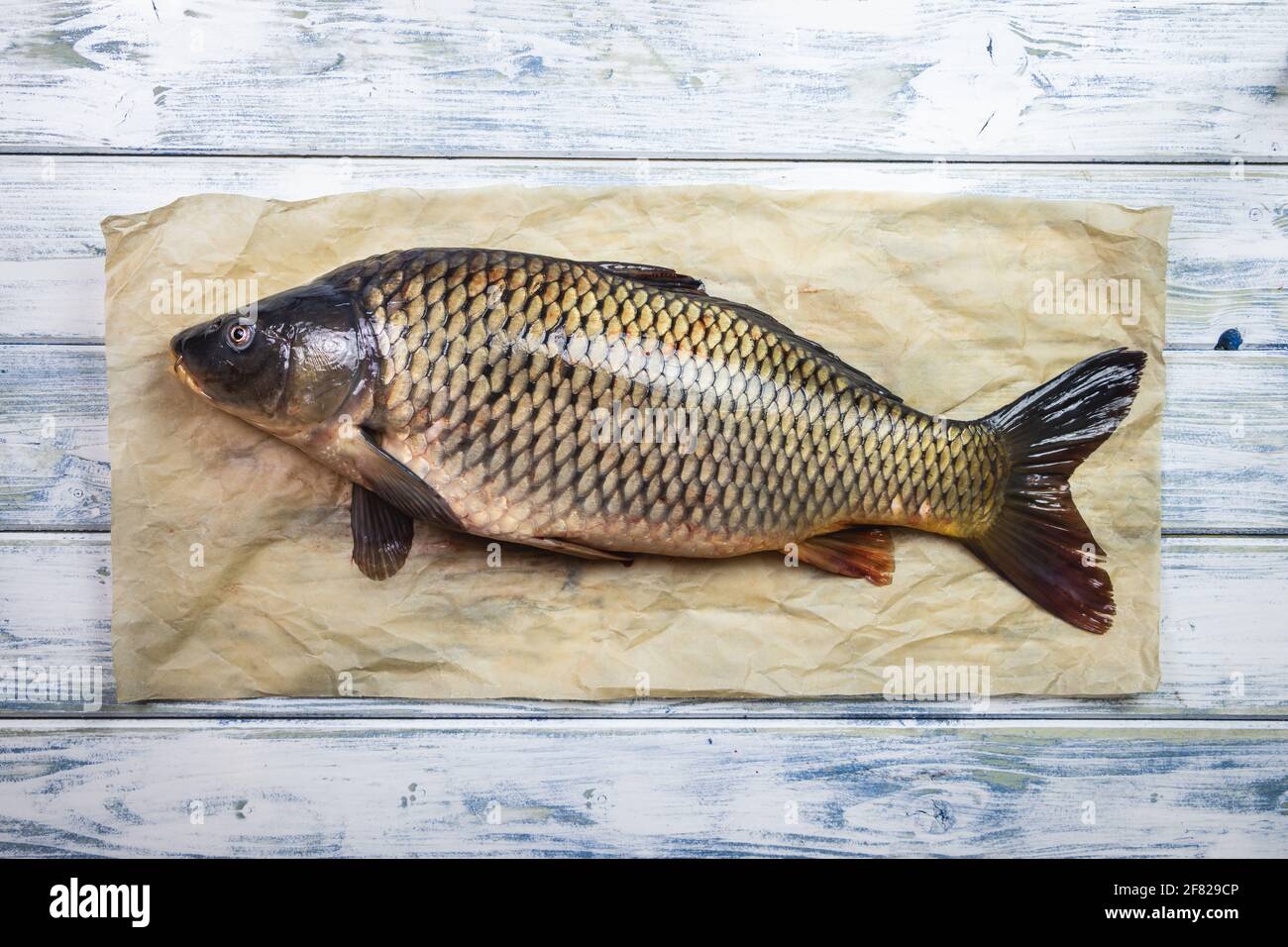 Karpfen Süßwasserfische auf Backblech am weißen Holztisch. Frischer Fisch zum Kochen gesunder Lebensmittel Stockfoto
