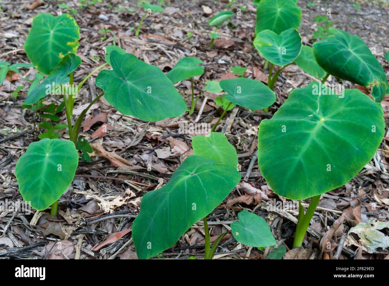 Colocasia esculenta ist eine tropische Pflanze, die hauptsächlich für essbare Kormhähnchenarten angebaut wird, ein Wurzelgemüse, das am häufigsten als Taro, Kalo, Dasheen oder Godere bekannt ist Stockfoto