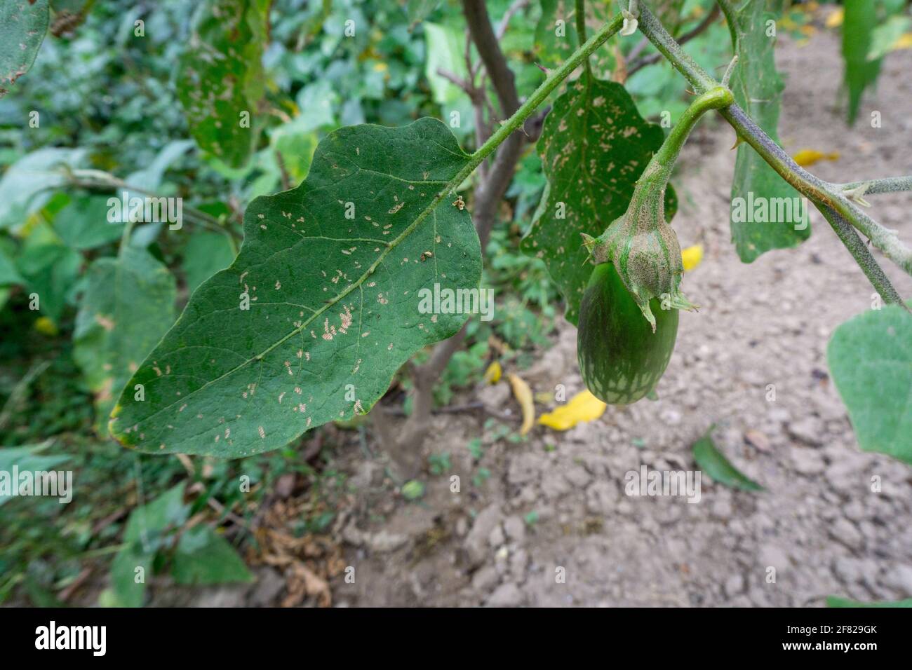 Eine Nahaufnahme von selbst angebautem Brinjal, das allgemein als Aubergine bekannt ist. Aubergine ist eine Pflanzenart in der Familie der Nachtschattengewächse Solanaceae. Solanum m Stockfoto