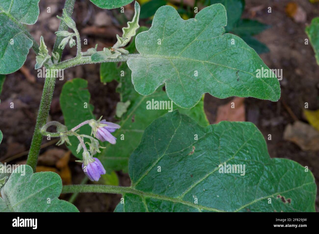 Eine Nahaufnahme von selbst angebautem Brinjal, das allgemein als Aubergine bekannt ist. Aubergine ist eine Pflanzenart in der Familie der Nachtschattengewächse Solanaceae. Solanum m Stockfoto