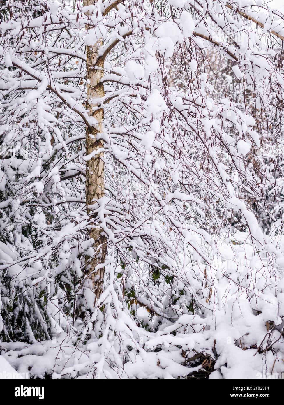 Wintermuster. Birke mit schneebedeckten Ästen. Kaltes Wetter im Wald Stockfoto