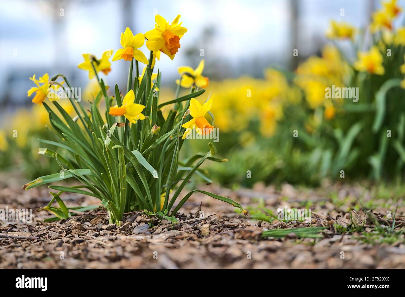 Schöne niedrige Bodenansicht des Frühlings gelben Narzissen (Narcissus) Blumen wachsen im Boden mit Holzhackschnitzel und mulchiert Zerkleinerten Blättern Stockfoto