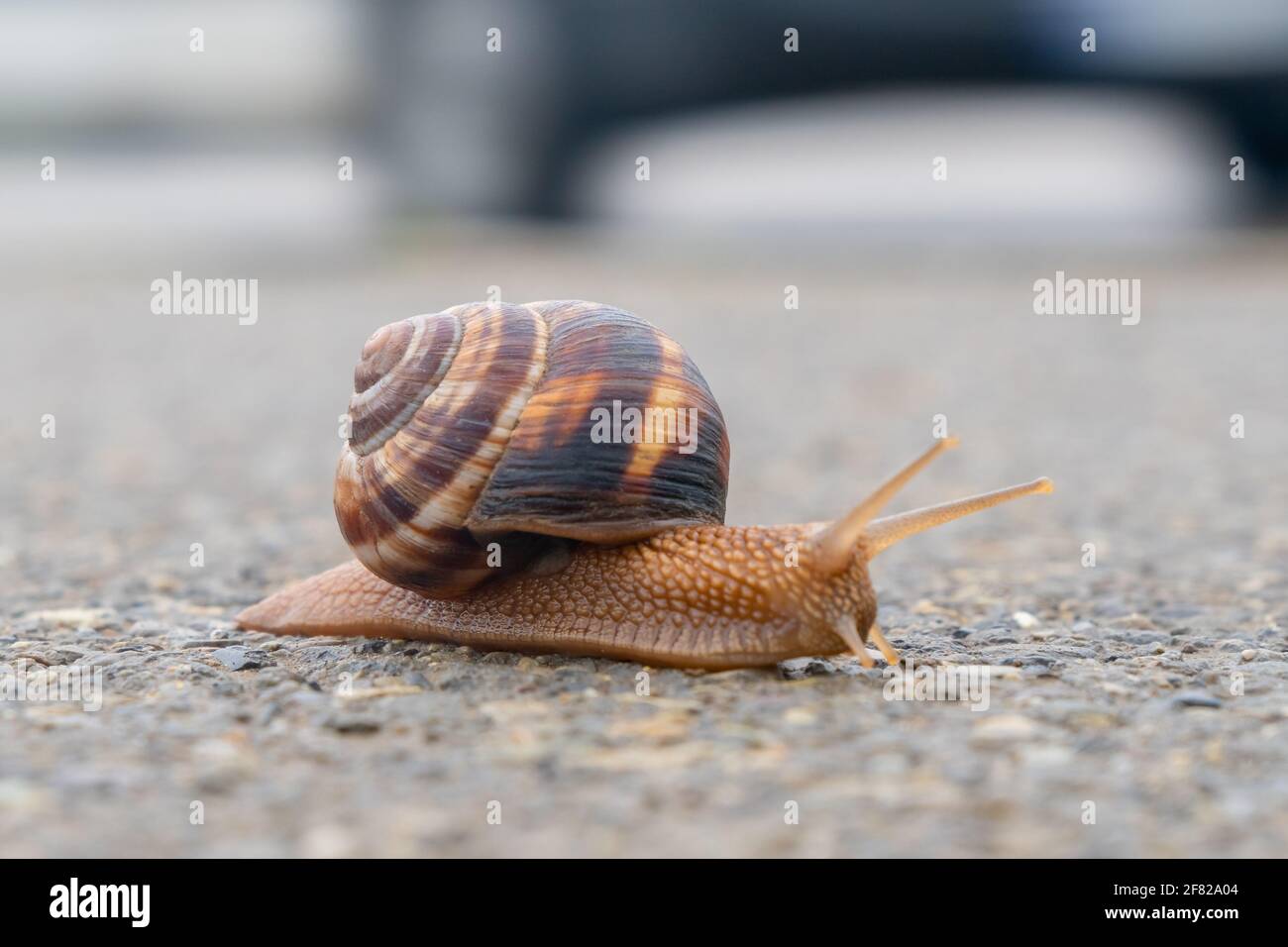 Die Schnecke bewegt sich langsam auf dem Asphalt Stockfoto
