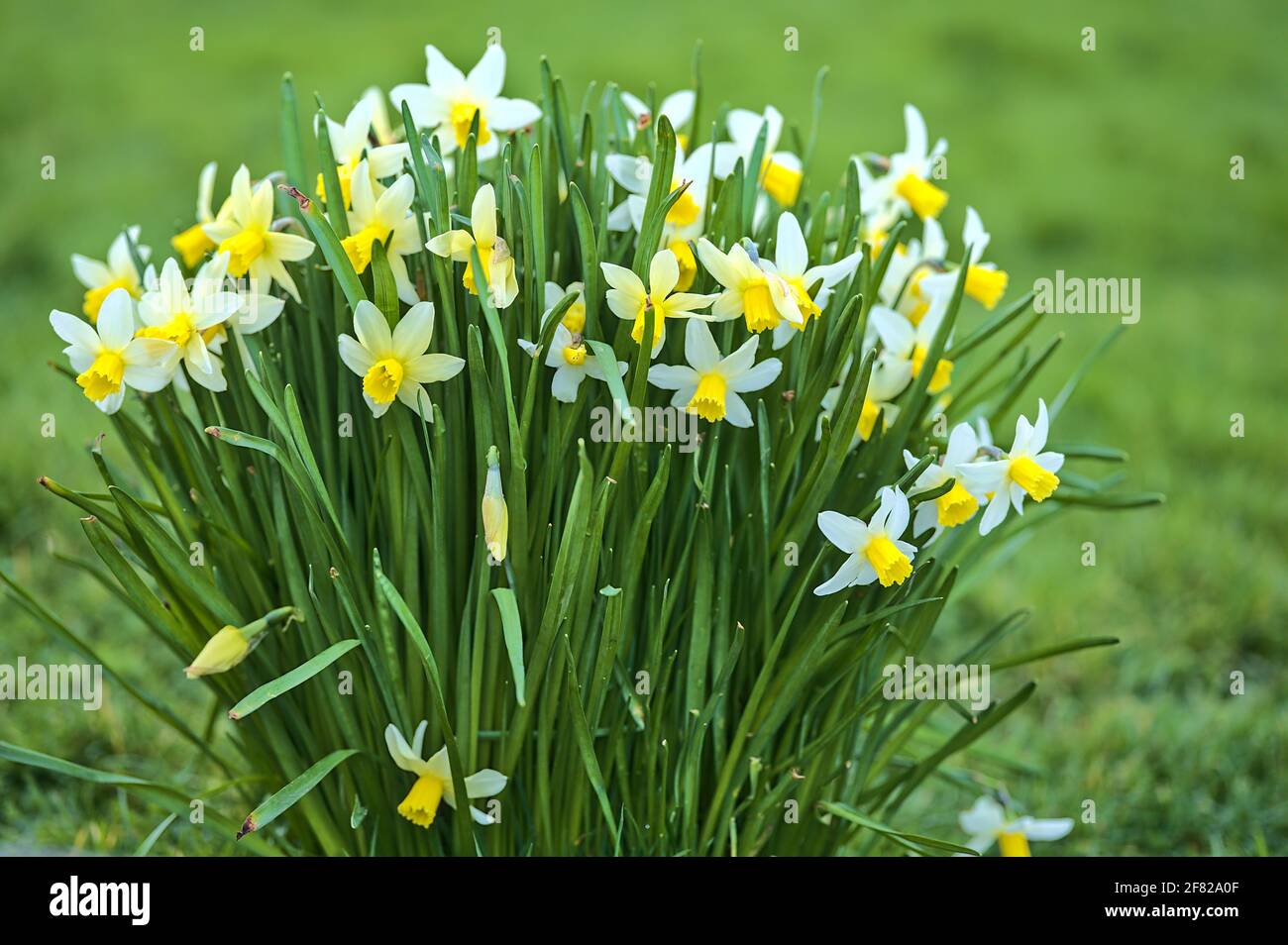 Schöne Nahaufnahme von frühlingsweißen Narzissen (Narcissus) mit gelber Korona, die in Blackrock, Dublin, Irland wächst. Weicher und selektiver Fokus Stockfoto