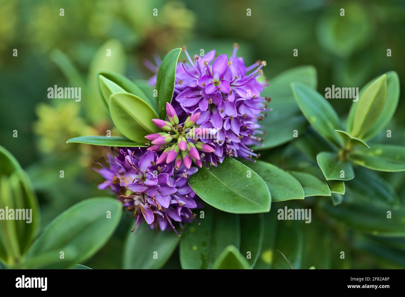 Wunderschöne Nahaufnahme des winterblühenden Strauches von violettem Hebe Amy (Strauchwerk veronica, Purple Queen) mit dunkelgrünen Blättern im Blackrock Park, Dublin Stockfoto